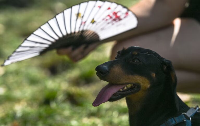 Ciencia animal: por qué el calor extremo confunde a las especies