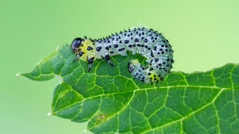 Plantas de frijol: el receptor inmune que detecta orugas